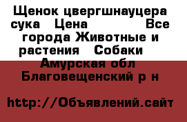 Щенок цвергшнауцера сука › Цена ­ 25 000 - Все города Животные и растения » Собаки   . Амурская обл.,Благовещенский р-н